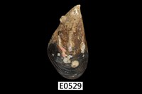 藏品(紫貽貝)的圖片